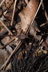 Agnotecous azurensis