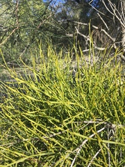 Viscum articulatum