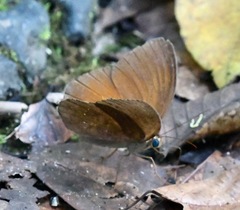 Faunis canens arcesilas