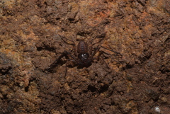 Charinus neocaledonicus