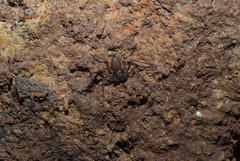 Charinus neocaledonicus
