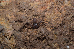 Charinus neocaledonicus