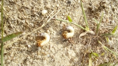 Amphimallon solstitiale