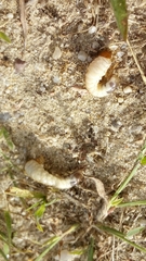 Amphimallon solstitiale