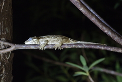 Rhacodactylus auriculatus