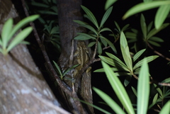 Rhacodactylus auriculatus