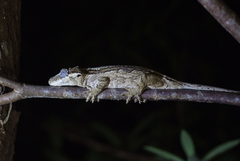 Rhacodactylus auriculatus