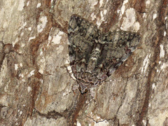 Catocala lacrymosa