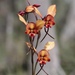 Diuris porphyrochila - Photo (c) meloutbush, some rights reserved (CC BY-NC)
