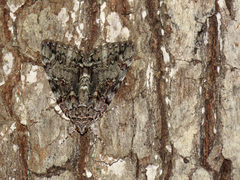 Catocala lacrymosa