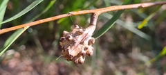 Hakea salicifolia