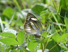 Appias libythea olferna