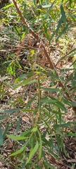 Hakea salicifolia