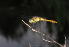 Sympetrum cordulegaster