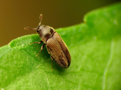 Throscidae