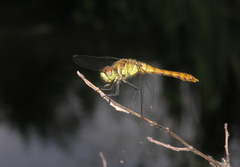 Sympetrum cordulegaster