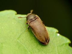 Throscidae