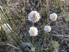 Lomandra leucocephala