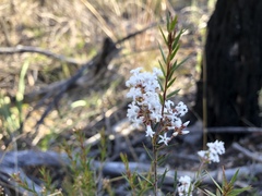 Acrothamnus melaleucoides