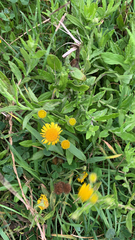 Pulicaria dysenterica