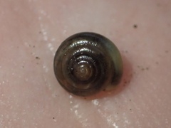 Zonitidae