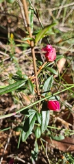 Zanthoxyloideae