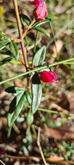 Zanthoxyloideae