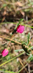 Zanthoxyloideae