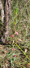 Zanthoxyloideae