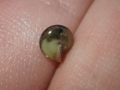 Zonitidae