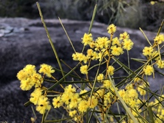 Acacia adunca