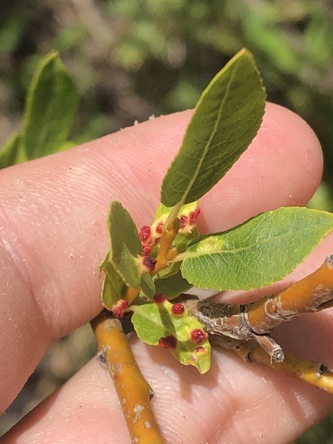 Willow Bead Gall Mite photo 6