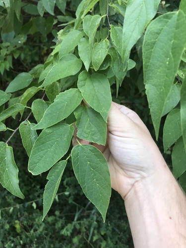 sugarberry (Celtis laevigata)