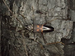 Phoracantha obscura