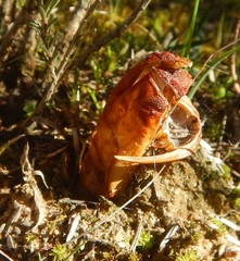 Abantiades atripalpis