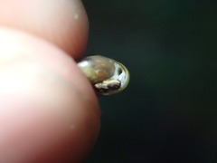 Zonitidae