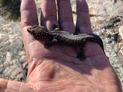 Oedura tryoni