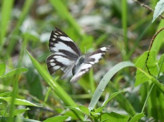 Appias libythea olferna