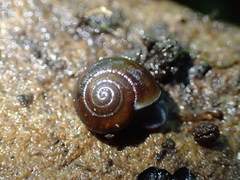 Zonitidae