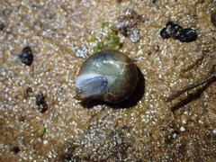 Zonitidae