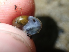 Zonitidae