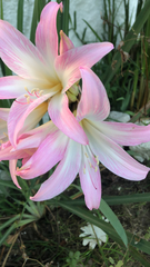 Amaryllis belladonna