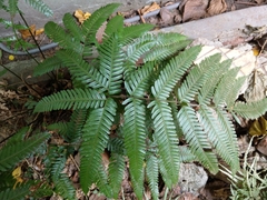Polypodiopsida