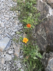 Tagetes lunulata