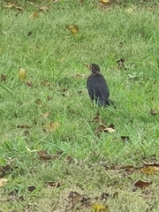 Turdus mandarinus