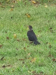 Turdus mandarinus