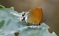 Eooxylides tharis distanti