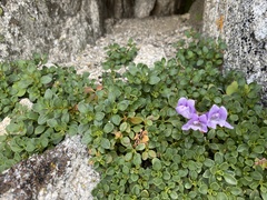 Penstemon davidsonii davidsonii