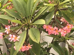 Plumeria rubra