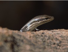 Trachylepis laevigata